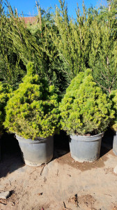 Picea glauca Alberta Globe - ghiveci 45 cm