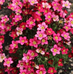 Saxifraga roșie  