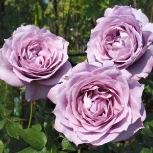 Trandafir floribunda Lavanda, 70-100 cm - 1 bucata