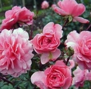 Trandafir floribunda Petrina roz 20-30 cm - 1 bucata