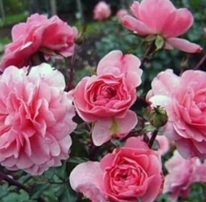 Trandafir floribunda Petrina roz 20-30 cm - 1 bucata
