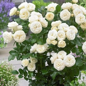 Trandafir teahibrid Artemis - 1 bucata