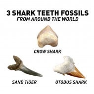 National Geographic STEM Kit Paleontologie - In cautarea dintilor de rechin