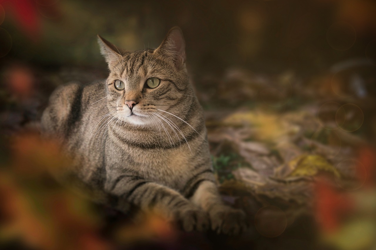 Culcusuri pentru animale de companie: Cele mai bune cadouri pentru patrupedul tau