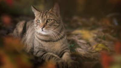 Culcusuri pentru animale de companie: Cele mai bune cadouri pentru patrupedul tau