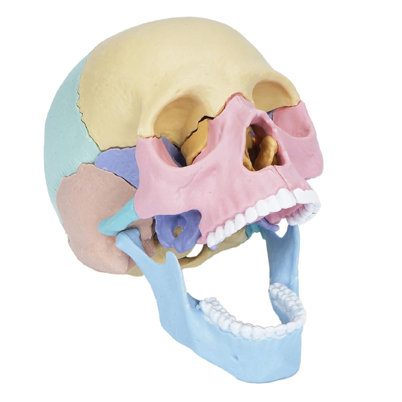 Macheta craniu uman 1:2, 17 parti mobile, cu 10 carti explicative, copii 3 ani+, plastic, 11x14.5x8.6cm, multicolor - 1 | YEO