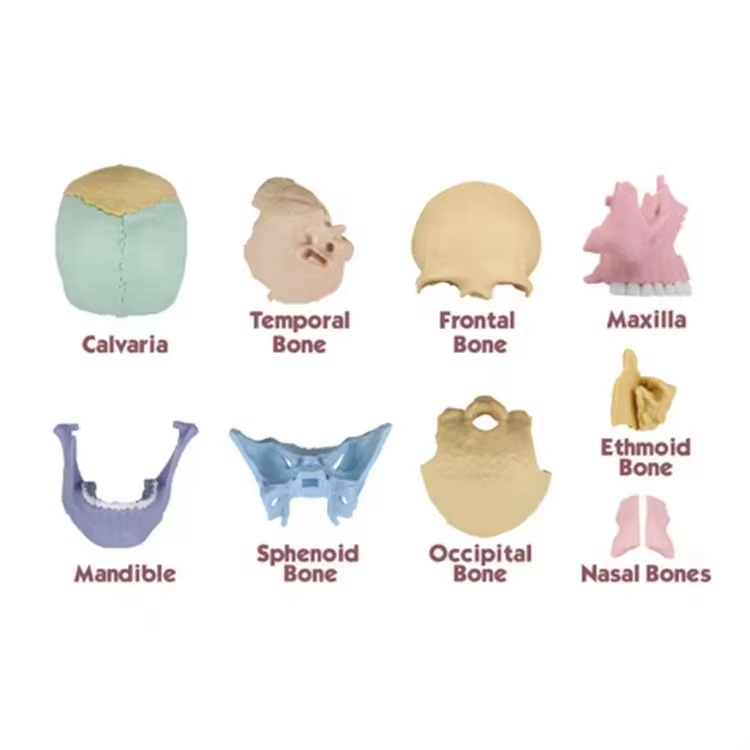 Macheta craniu uman 1:2, 17 parti mobile, cu 10 carti explicative, copii 3 ani+, plastic, 11x14.5x8.6cm, multicolor - 2 | YEO