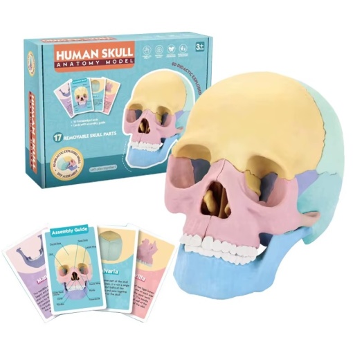 Macheta craniu uman 1:2, 17 parti mobile, cu 10 carti explicative, copii 3 ani+, plastic, 11x14.5x8.6cm, multicolor
