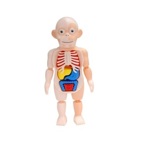 Jucarie model corpul uman, cu oase si organe detasabile, pentru copii de 3 ani+, 30x15x8 cm, multicolor - Img 6