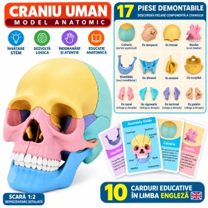 Machetă Anatomică Craniu Uman 3D, Model Educativ Demontabil, Joc STEM pentru Copii, 3 Ani+ - Img 2