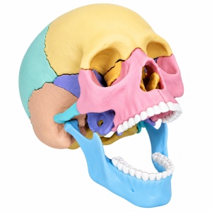 Machetă Anatomică Craniu Uman 3D, Model Educativ Demontabil, Joc STEM pentru Copii, 3 Ani+ - Img 3
