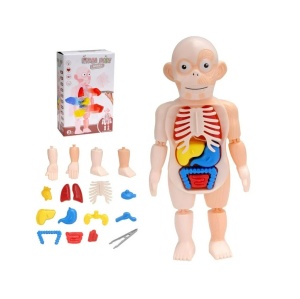 Jucarie model corpul uman, cu oase si organe detasabile, pentru copii de 3 ani+, 30x15x8 cm, multicolor - Img 1