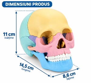 Machetă Anatomică Craniu Uman 3D, Model Educativ Demontabil, Joc STEM pentru Copii, 3 Ani+ - Img 4