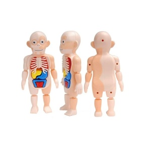 Jucarie model corpul uman, cu oase si organe detasabile, pentru copii de 3 ani+, 30x15x8 cm, multicolor - Img 3