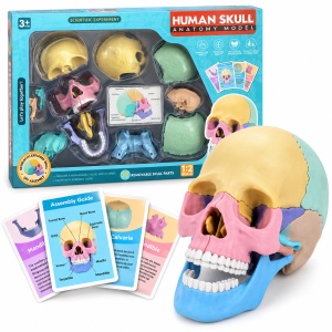 Machetă Anatomică Craniu Uman 3D, Model Educativ Demontabil, Joc STEM pentru Copii, 3 Ani+