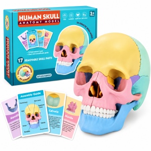 Machetă Anatomică Craniu Uman 3D, Model Educativ Demontabil, Joc STEM pentru Copii, 3 Ani+ - Img 5