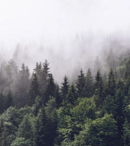 Foto tapet 3D Misty Fir Forest, Rebel Walls