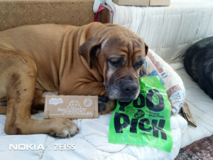 Punga igienica pentru caini POOPICK - 100% biodegradabil , 0% plastic, 0% petrol - 50 buc