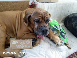 Cutie igienica pentru caini POOPICK PREMIUM - greutate caine pana in 10 kg - 100% biodegradabil , 0% plastic, 0% petrol , 25 bucati inclusiv dispenser