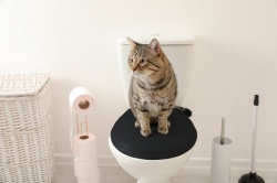 WC/BLACK - Capac WC, negru mat, duroplast - Img 3