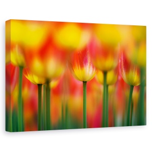 Tablou canvas - Alaturi, Lalele, Vara, Floare, 80 x 120 cm