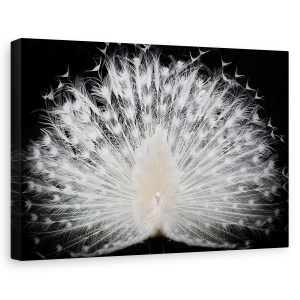 Tablou canvas - Alb-Negru, Italia, Paun, Pasare, Animale, Pana, 40 x 60 cm