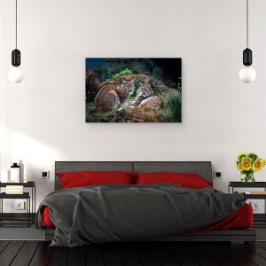 Tablou canvas - Animal, Lynx, Pradator, Cuplu, Pereche, Cabarga, 60 x 90 cm - Img 3