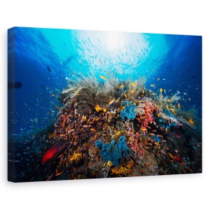 Tablou canvas - Apnee, Sub Apa, Laguna, Recif, Ocean, Mare, 40 x 60 cm