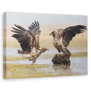 Tablou canvas - Aripi Deschise, Natura, Pasare, Vultur, Salbatic, Salbatic, 60 x 90 cm