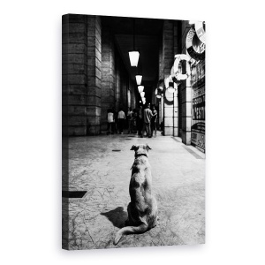 Tablou canvas - Asteptarea, Strada, Caine, Pet, Alb-Negru, Oameni, 60 x 90 cm