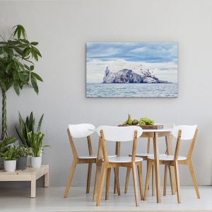 Tablou canvas - Bass Rock, Gannet, Zburand, Morus, Bassana, Sula, 50 x 80 cm - Img 4