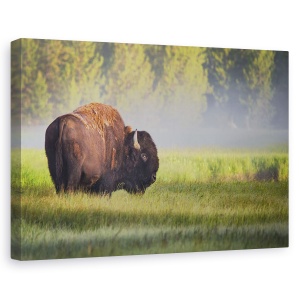 Tablou canvas - Bizon In Lumina Diminetii, Yellowstone, Animal, 60 x 90 cm