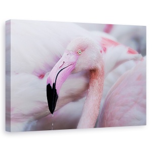 Tablou canvas - Blandetea Unica, Franta, Iaz, Roz, Flamingo, Pont De Gau, 40 x 60 cm