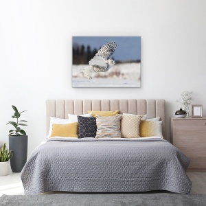 Tablou canvas - Bubo Scandiacus, Natura, Animal, Raptor, Zbor, Iarna, 50 x 70 cm - Img 3