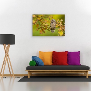 Tablou canvas - Bufnita, Bufnita, Stejar, Stejar, Copac, Ramura, 80 x 120 cm - Img 3