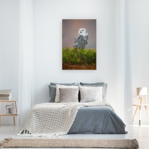 Tablou canvas - Bufnita De Zapada, Pasare, Salbatic, 40 x 60 cm - Img 3