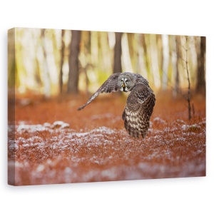 Tablou canvas - Bufnita Gri, Pasare, 80 x 120 cm