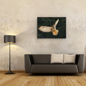 Tablou canvas - Bufnita, Zapada, Ontario, Iarna, 50 x 70 cm - Img 2