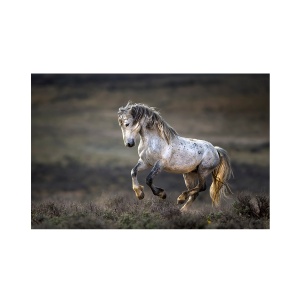 Tablou Canvas - Cal, Animal, Natura, 60 x 90 cm