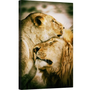 Tablou canvas - Ce Este Dragostea, Afectiune, Iubire, Imbratisare, Felina, Leu, 80 x 120 cm