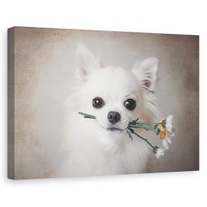Tablou canvas - Chihuahua Cu Flori, Caine, Cadou, Adorabil, 40 x 60 cm