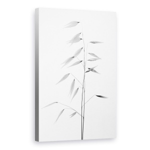 Tablou canvas - Claritatea Naturii, Alb-Negru, Natura Moarta, Iarba, Iarba, Macro, 40 x 60 cm