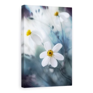 Tablou Canvas - Cosmosul, Macro, Vara, Cosmos, Delicat, Delicate, 80 x 120 cm