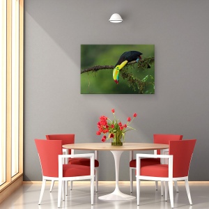 Tablou canvas - Culorile Costa Ricai, Natura, Pasare, Ramura, Perrot, Cioc, 60 x 90 cm - Img 4