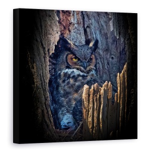 Tablou canvas - De A V-Ati Ascunselea, Bufnita, Salbatic, Natura, Animal, 60 x 60 cm