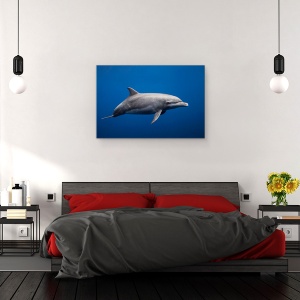Tablou canvas - Delfin, Sub Apa, Insula Reunion, Franta, Salbatic, 60 x 90 cm - Img 3