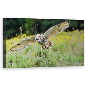 Tablou canvas - Deschide Aripile Si Zbori, Bufnita, Raptor, Pasare, 50 x 100 cm