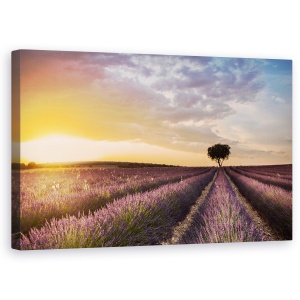 Tablou canvas - Destinatie Lavanda, Levantica, Randuri, Purpuriu, Copac, Copac Singuratic, 50 x 80 cm