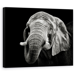 Tablou canvas - Elefant African, Monocrom, Animal, Intuneric, 60 x 75 cm