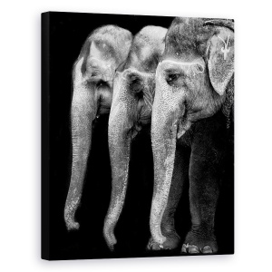 Tablou canvas - Elefantul, Singura Fiinta Mare, Dar Inofensiva, Monocrom, Animale, 60 x 75 cm